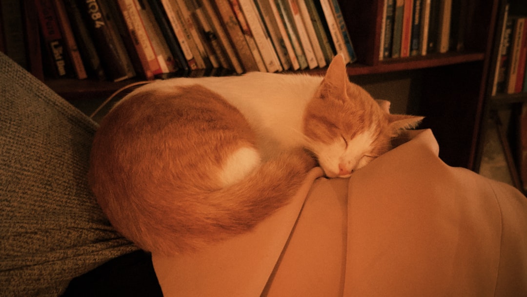 cat curled on owner's lap while owner reads on couch