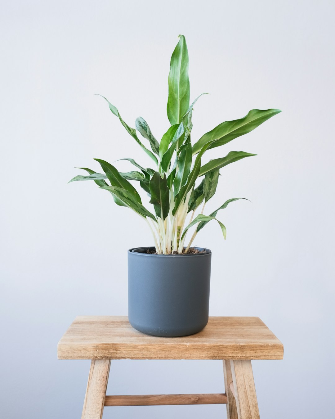 Healthy ZZ plant in charcoal ceramic pot on oak sideboard