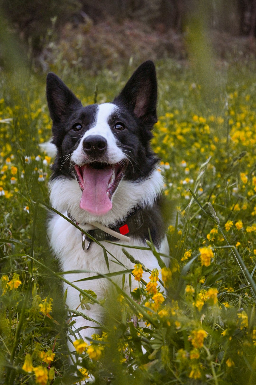 happy border collie wagging tail in sunlit meadow
