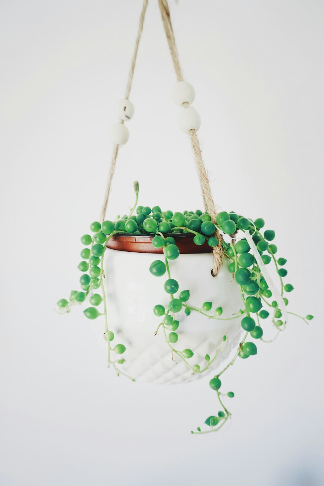 Healthy string of pearls cascading from a white ceramic hanging pot