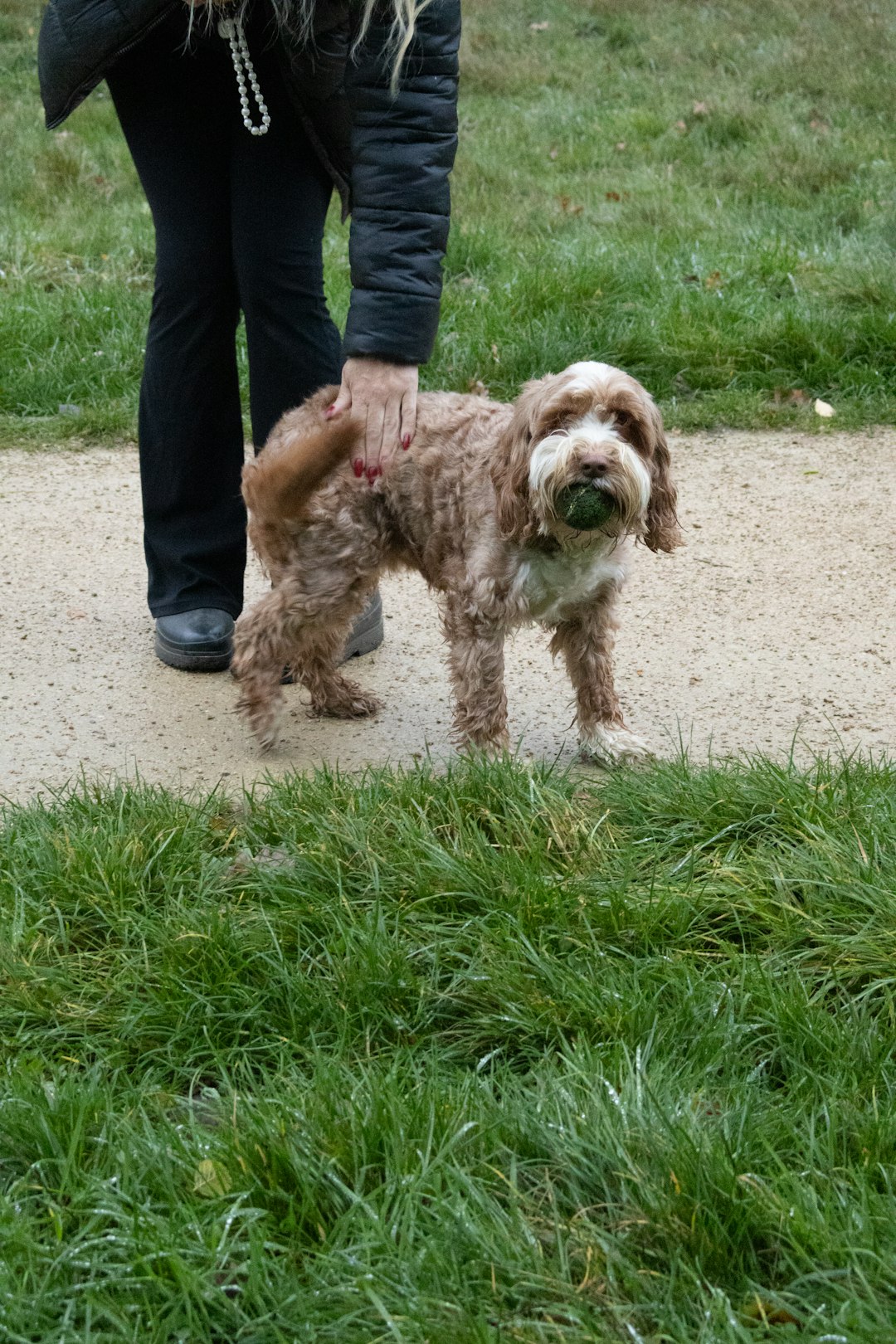 brown dog wagging tail in sunny park near owner
