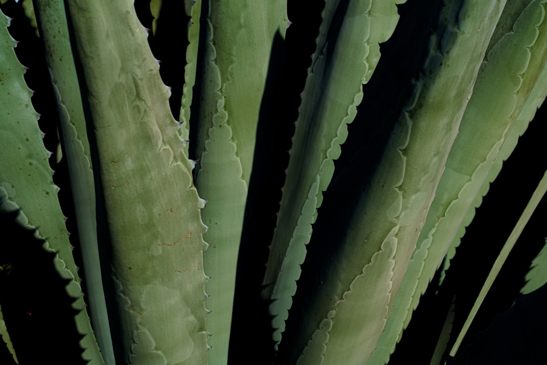 Mature aloe vera in terracotta pot on sunny windowsill