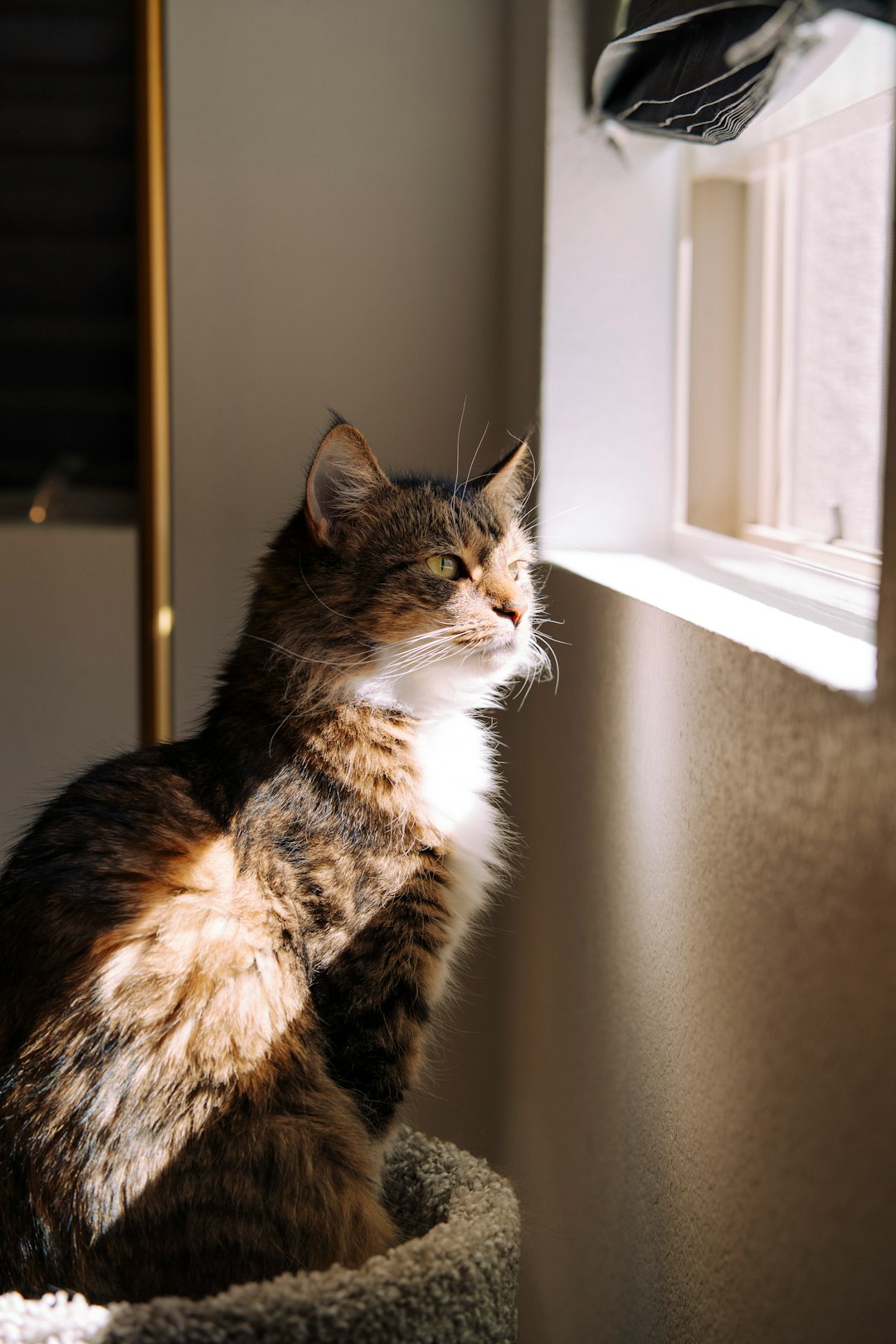 calm cat sitting on sunlit windowsill in portrait shot