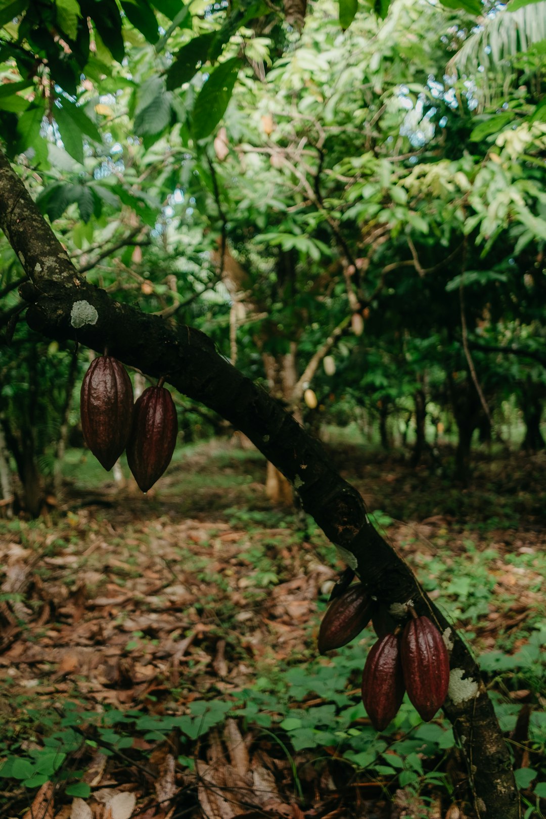 Plantation de cacao avec cabosses colorées sur les troncs
