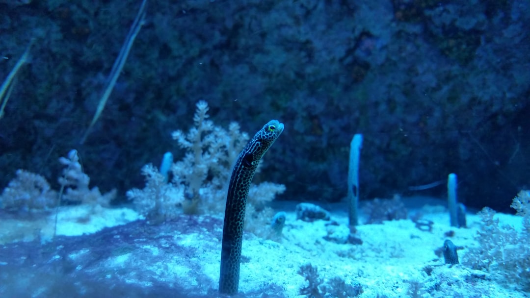 Deep sea hydrothermal vent with extreme life forms