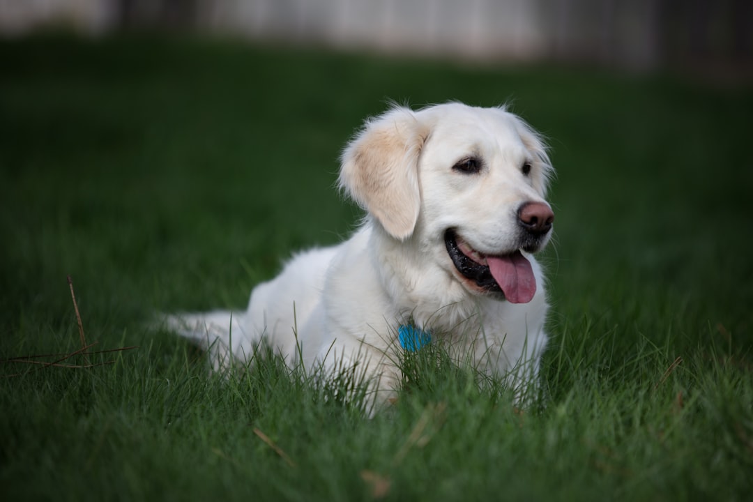 golden retriever and labrador retriever sitting side by side outdoors