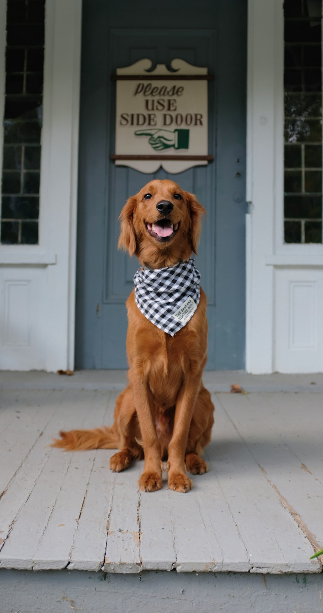golden retriever and labrador retriever sitting together on porch at golden hour