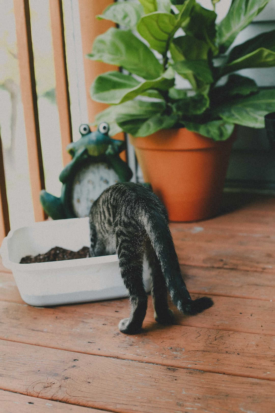 four cat litter types compared side by side in white bowls