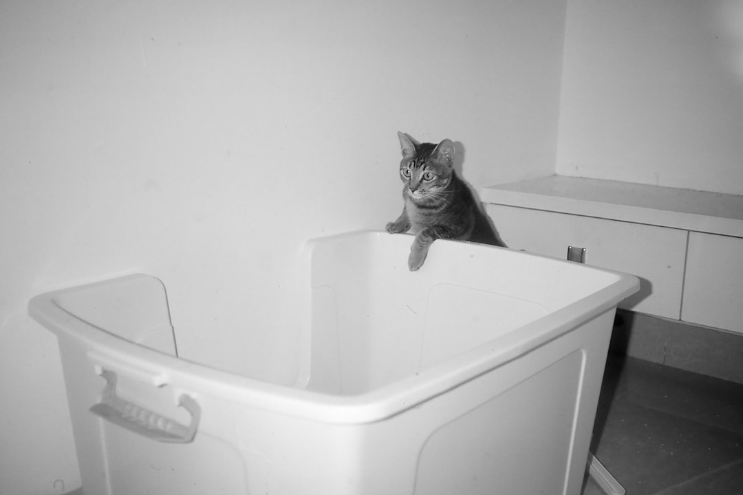 gray cat sitting beside clean litter box in bright bathroom