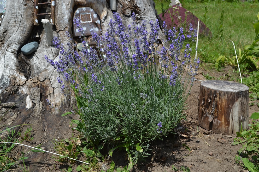 Blooming English lavender in terracotta pot on sunny stone patio