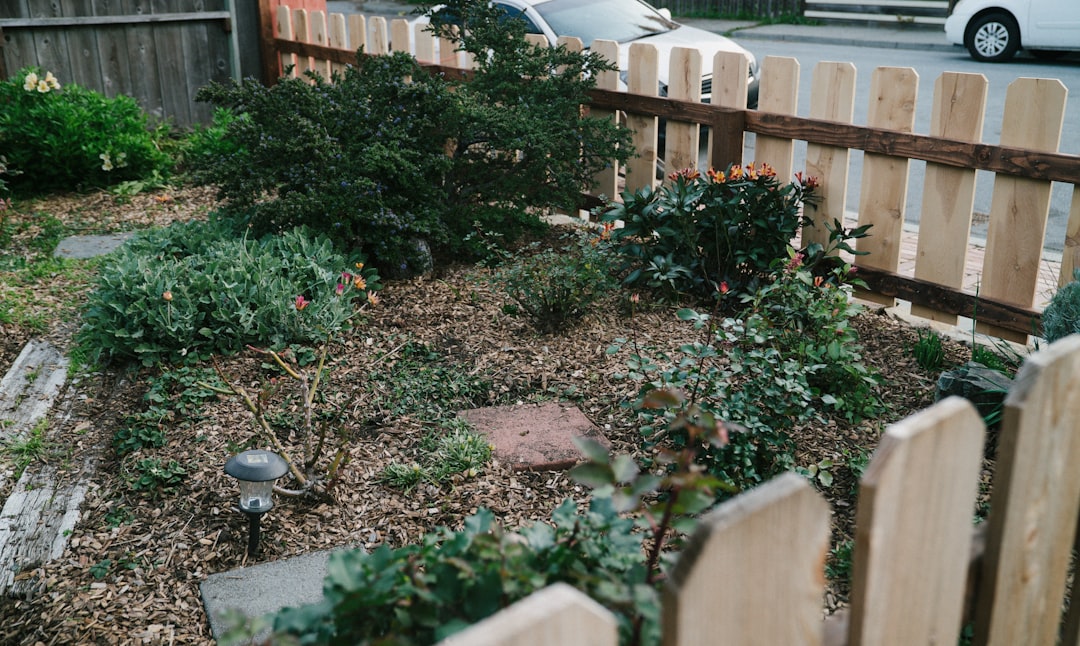 Early spring backyard garden with raised beds and emerging shoots.