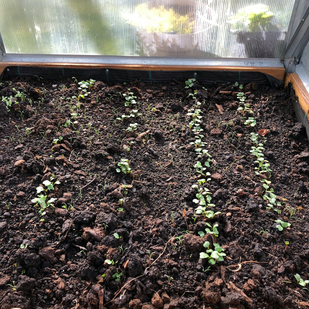 Cold frame protecting lettuce seedlings from spring frost in garden.