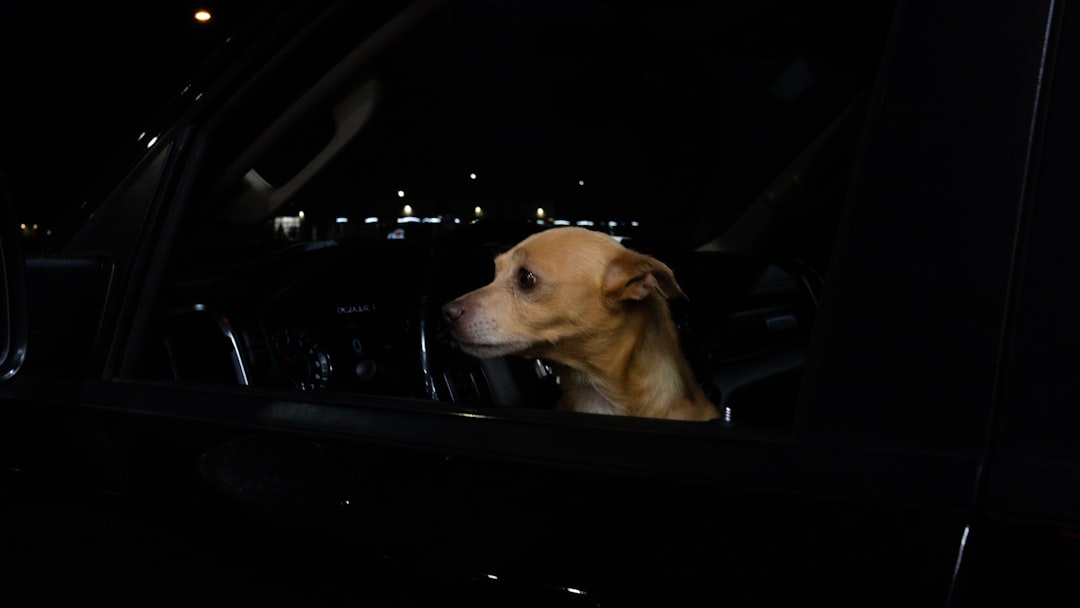 車内に取り残された犬