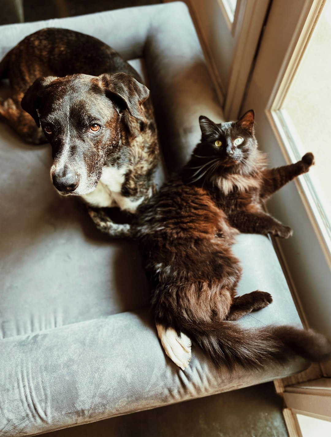 golden retriever and tabby cat resting together on sofa