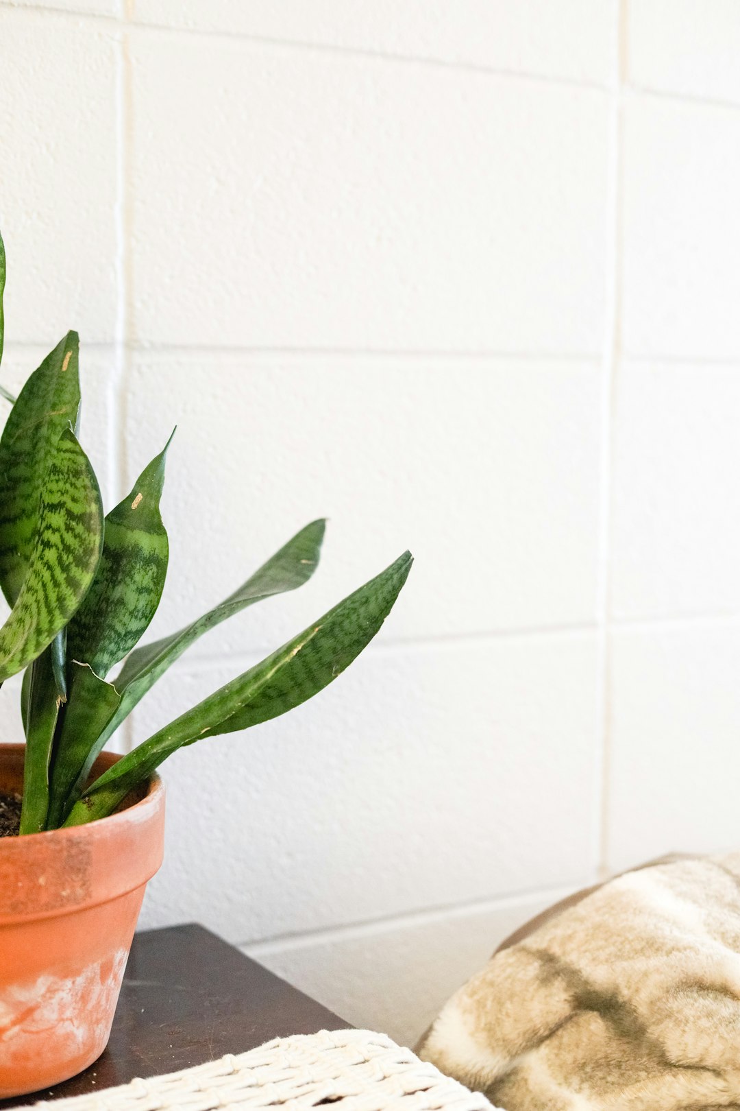 Styled bathroom vanity corner with plant, soap dispenser, and tray
