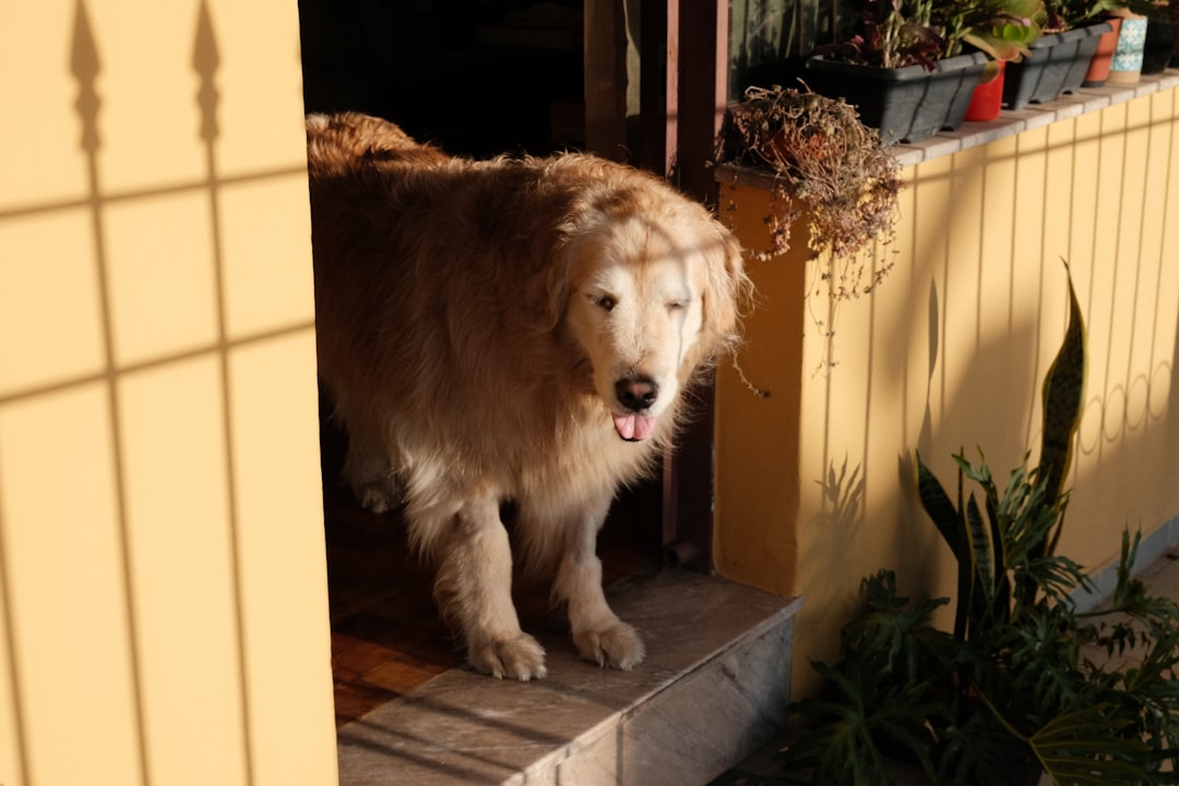 golden retriever and Persian cat sitting together on porch steps