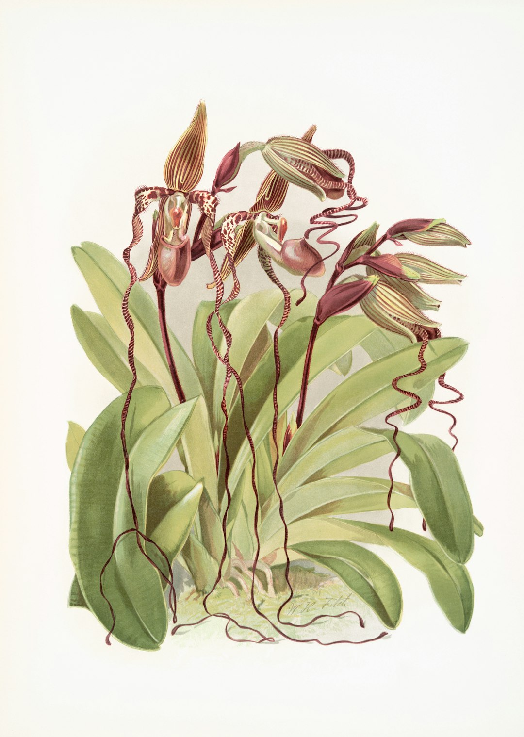 Botanical diagram of six carnivorous plant trap types