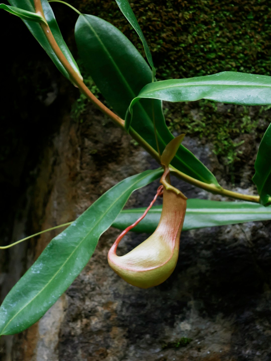 Single Nepenthes pitcher plant hanging in rainforest