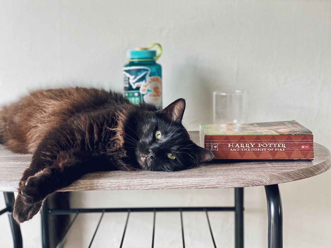 cat food nutrition labels on can and kibble bag compared