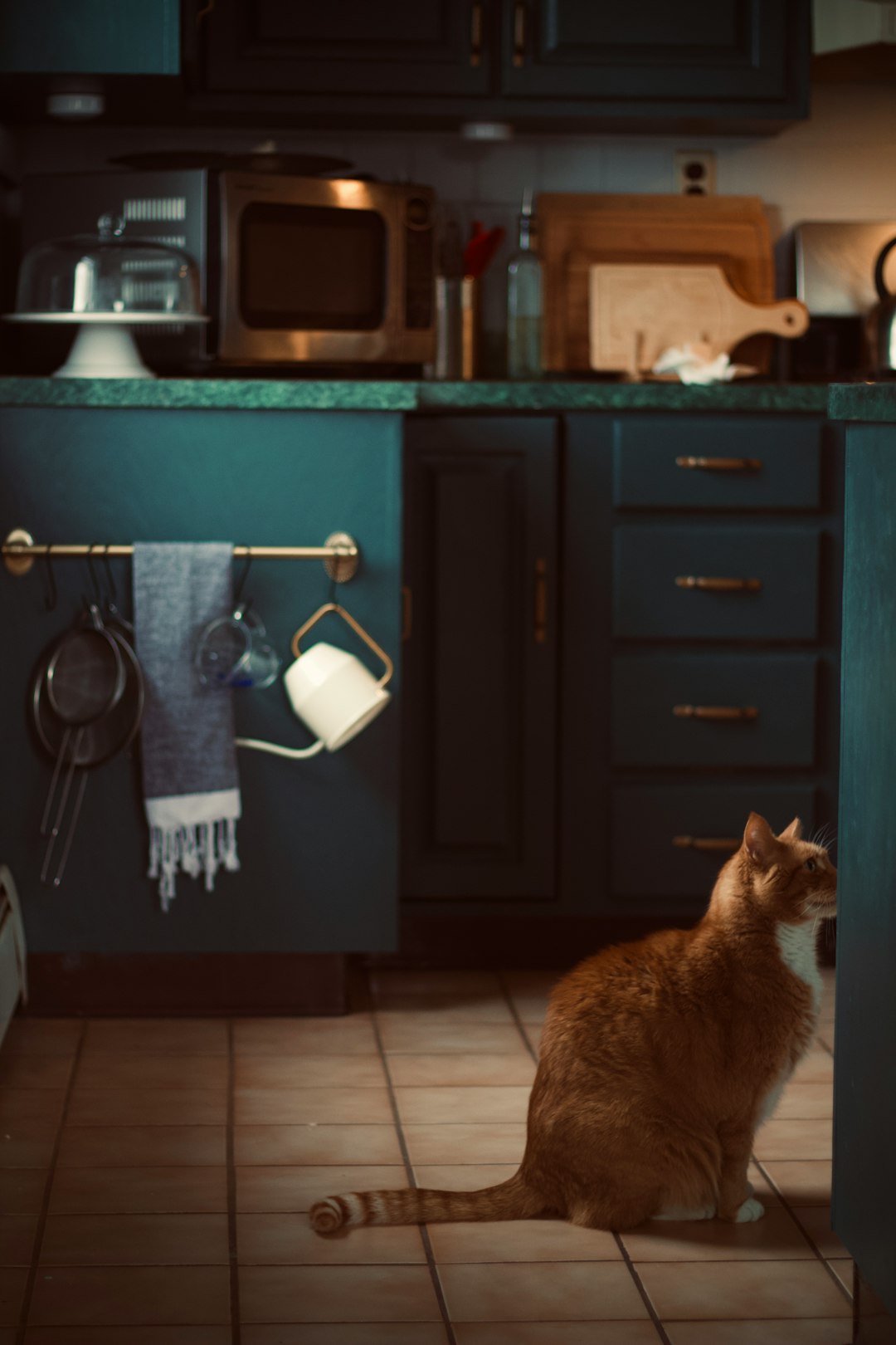 healthy tabby cat sitting beside dry and wet food bowls