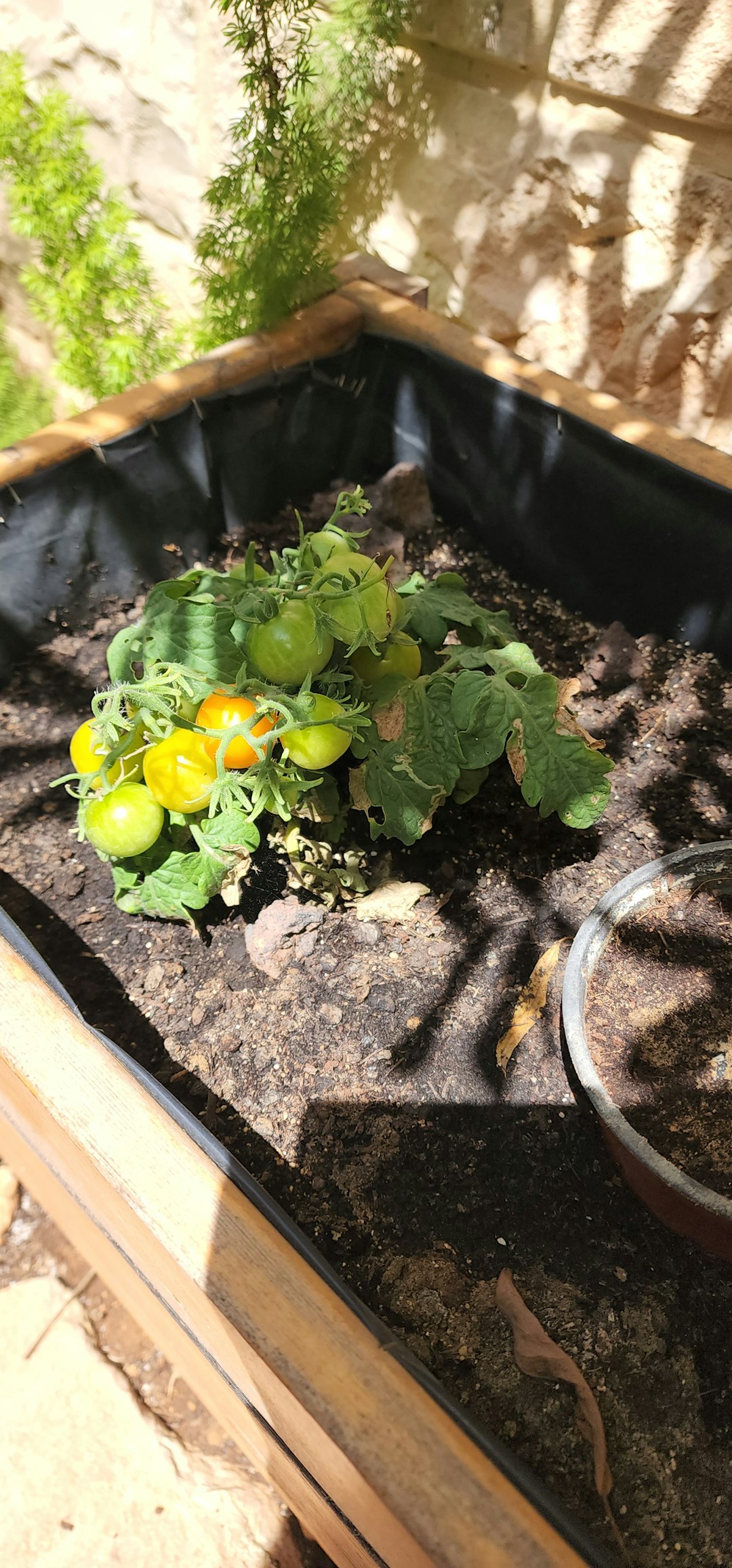 Summer raised garden bed with tomatoes, basil, and okra at golden hour
