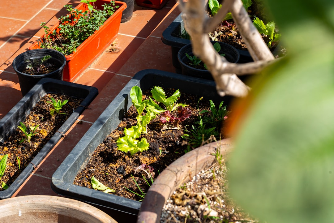 Bolting lettuce in terracotta pot on sunny balcony showing heat stress