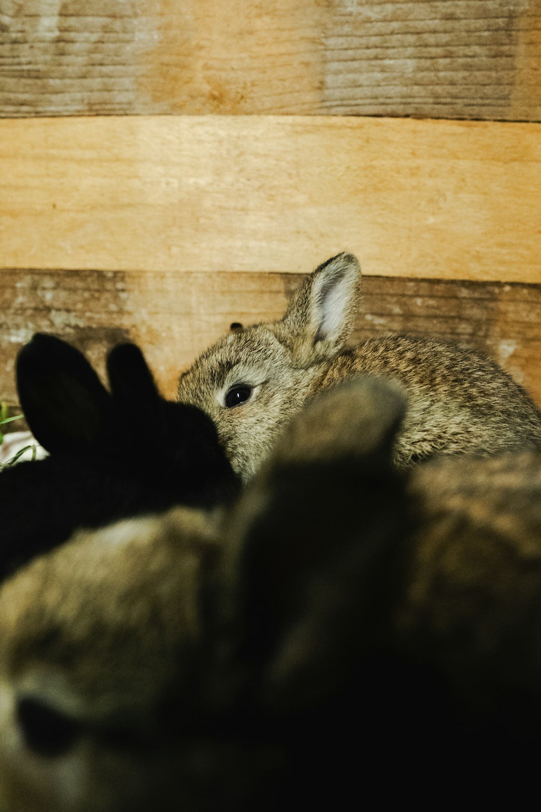 Child and rabbit facing each other at eye level