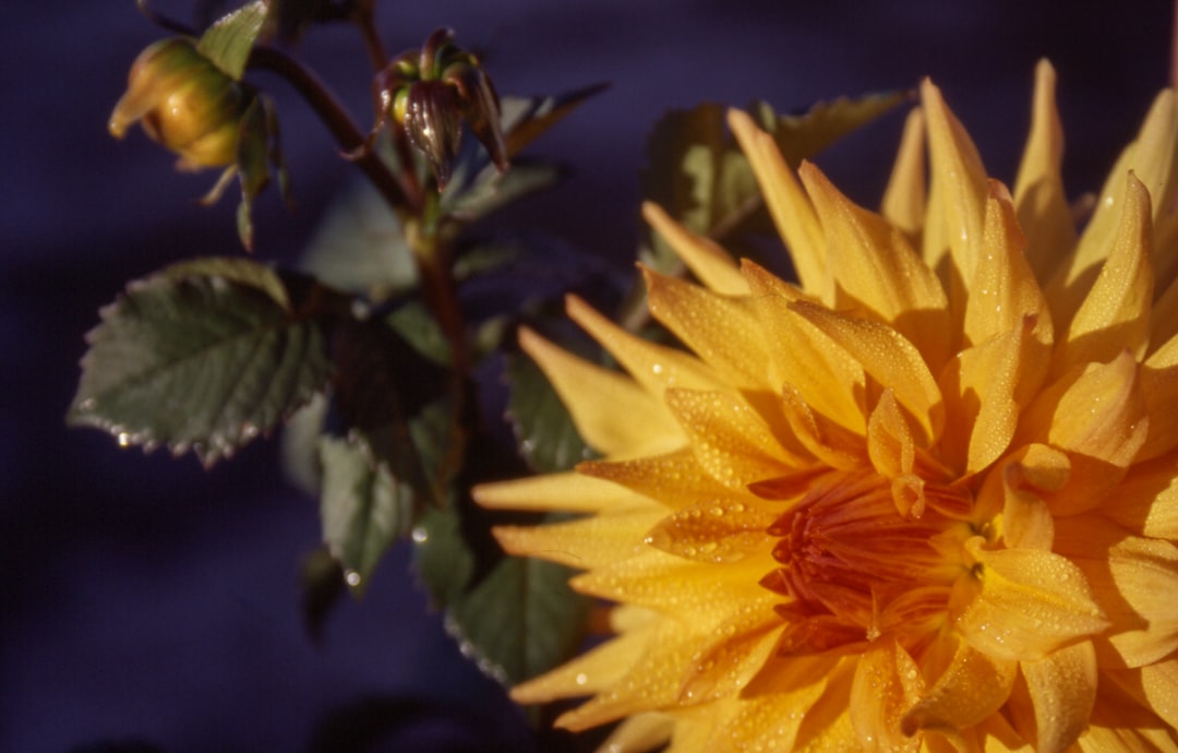 Dahlia tuber cluster lifted from autumn garden soil with garden fork.