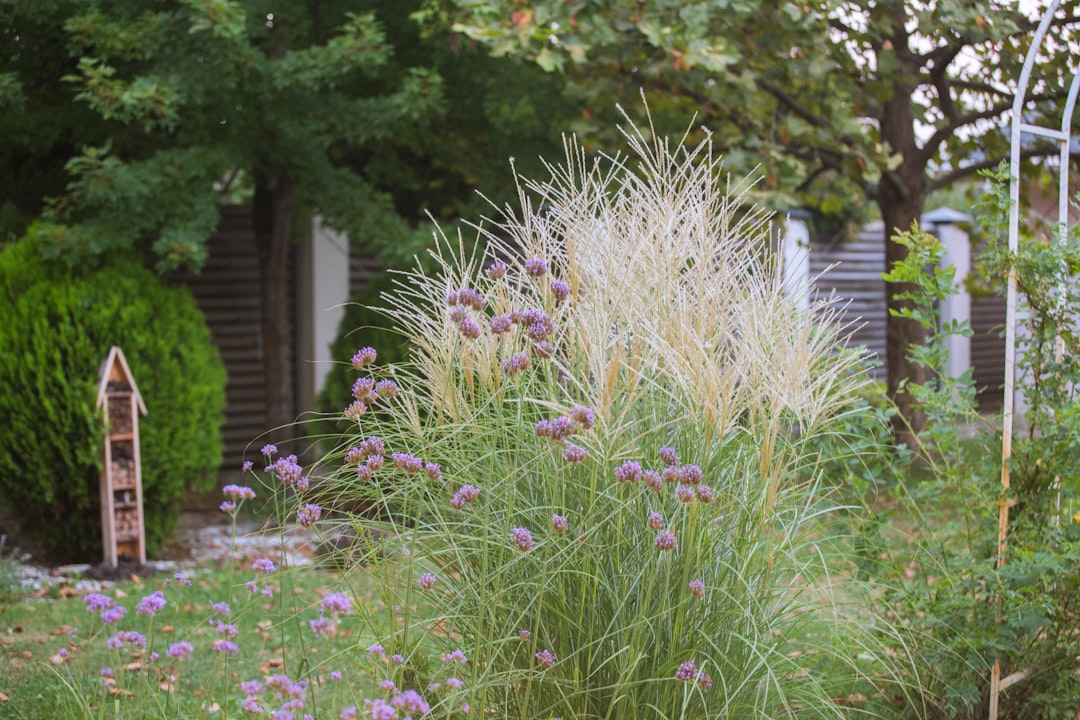 Autumn garden bed with seedheads, ornamental grasses, and terracotta pot.