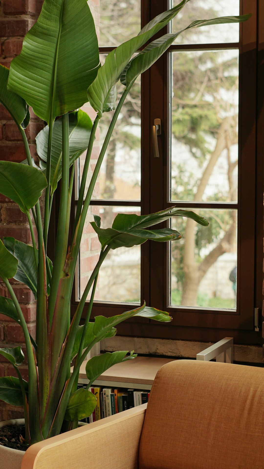 Large bird of paradise plant being moved indoors through glass doorway in autumn.