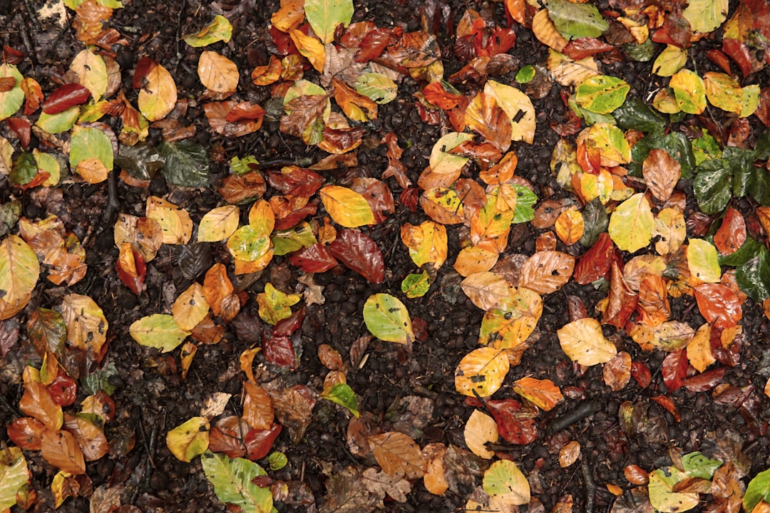 Autumn compost bin with spent plant material, leaves, and garden fork.