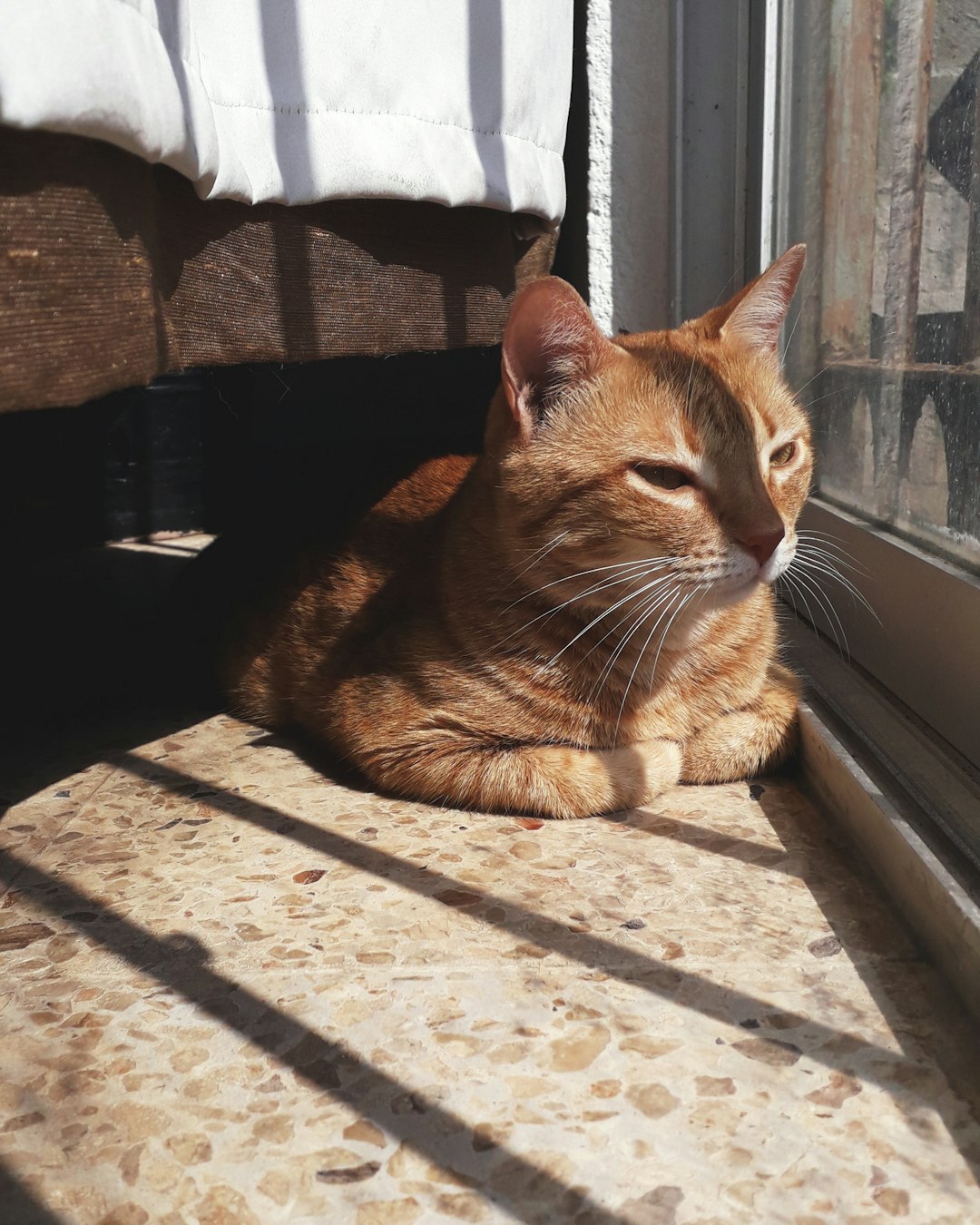 tabby cat indoors on windowsill beside orange cat outdoors in garden