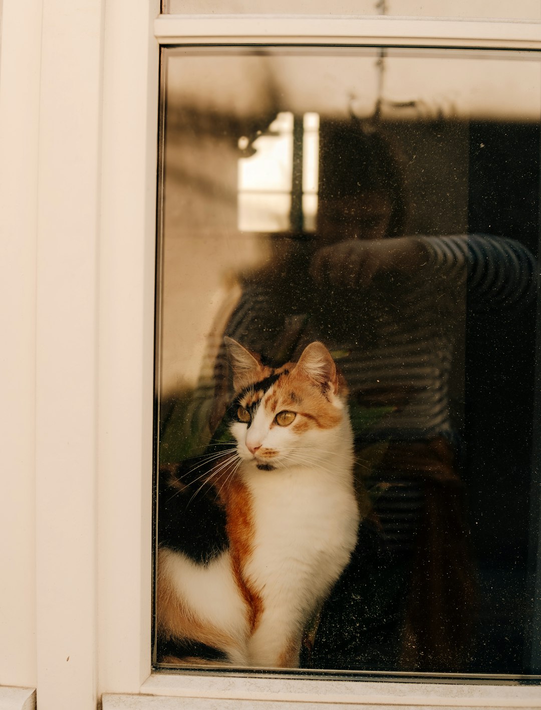 calico cat on windowsill watching bird feeder outside through glass