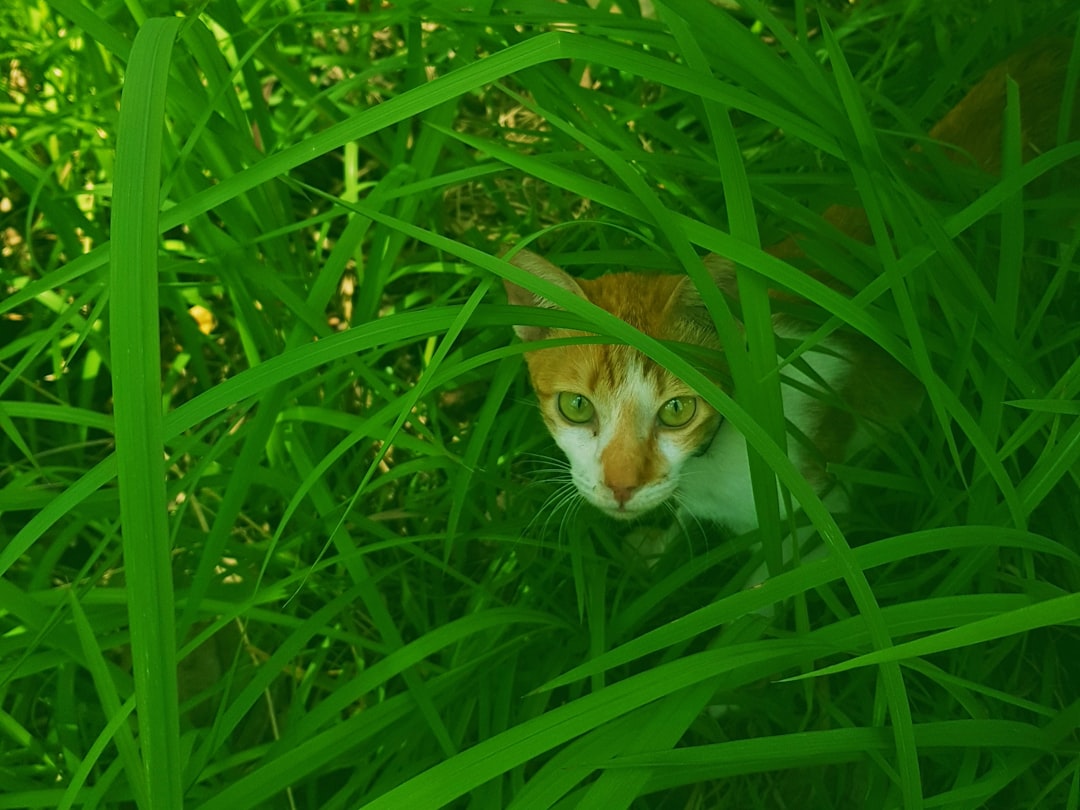 orange tabby cat crouching in tall grass in hunting posture