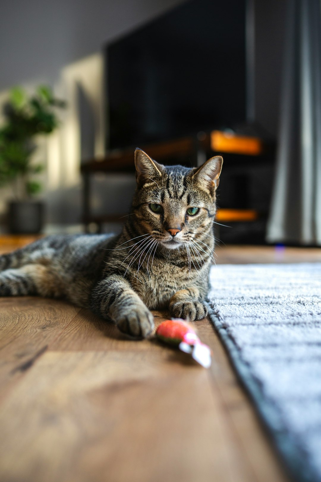 gray tabby cat playing with feather wand toy indoors