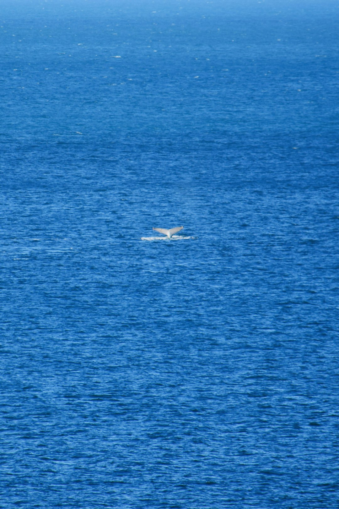Humpback whale suspended in deep blue ocean water