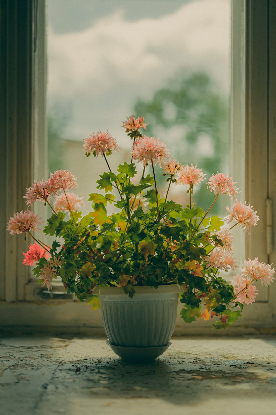 Overwintered geranium with fresh spring growth on a sunny windowsill