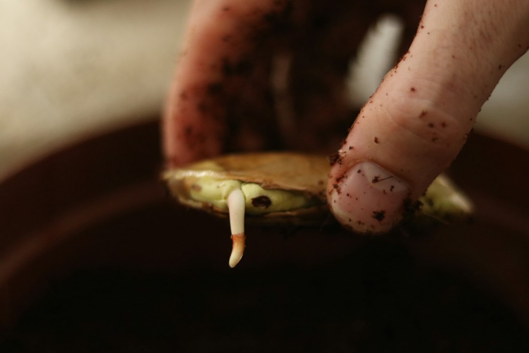 Hand testing soil moisture with a skewer in an overwintering geranium pot