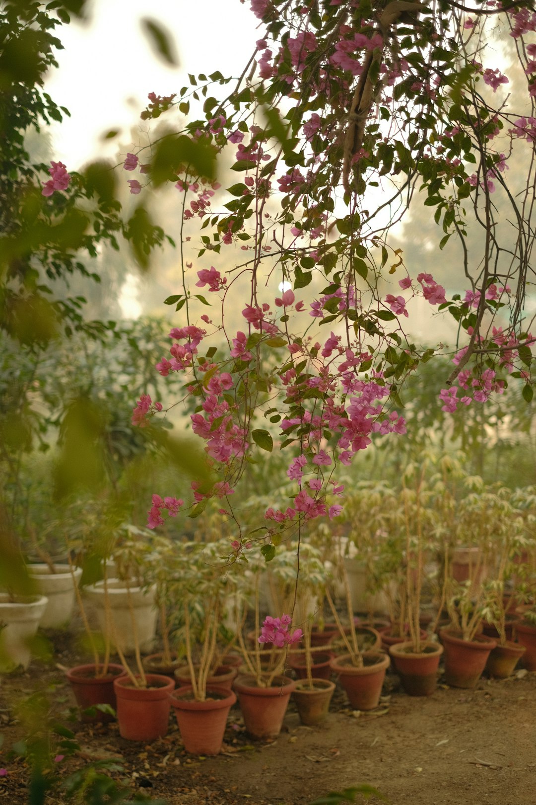 Tender potted plants on a porch step in late autumn light