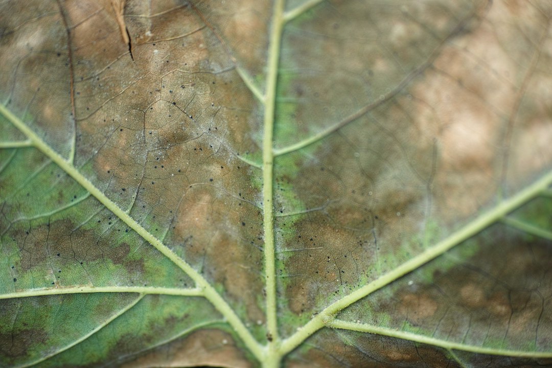 Hibiscus plant with spider mite webbing on indoor winter shelf